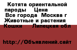 Котята ориентальной пароды  › Цена ­ 12 000 - Все города, Москва г. Животные и растения » Кошки   . Липецкая обл.